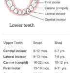 Baby-Teeth-Eruption-Pattern