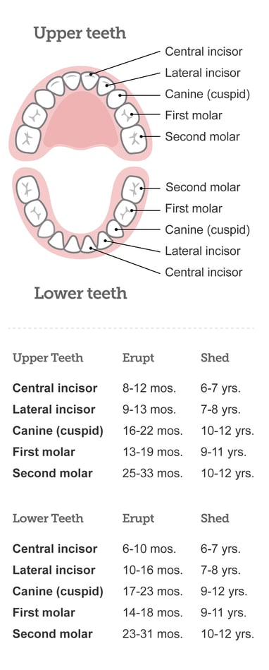 Chart that shows baby teeth eruptions.
Upper Teeth
central incisor eruption 8-12 months shed 6-7 years
lateral incisor eruption 9-13 months shed 7-8 years
Canine (cuspid)  eruption 16-22 months shed 10-12 yars
first molar eruption 13-19 month shed 9-11 years
Second Molar 22-33 months shed 10 -12 years

Low Teeth
Central Incisor Eruption 6-10 months Shed 6-7 years
Lateral Incisor Eruption 10-16 months  Shed 6-7 years
Canine (Cuspid) Eruption 17-23 month Shed 9-12 Years
First Molar Eruption 14-18 month Shed 9-11 Years
Second Molar Eruption 23-31 months  Shed 10-12 years